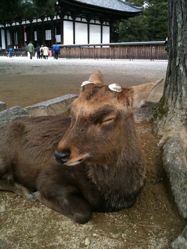 nara5.jpg